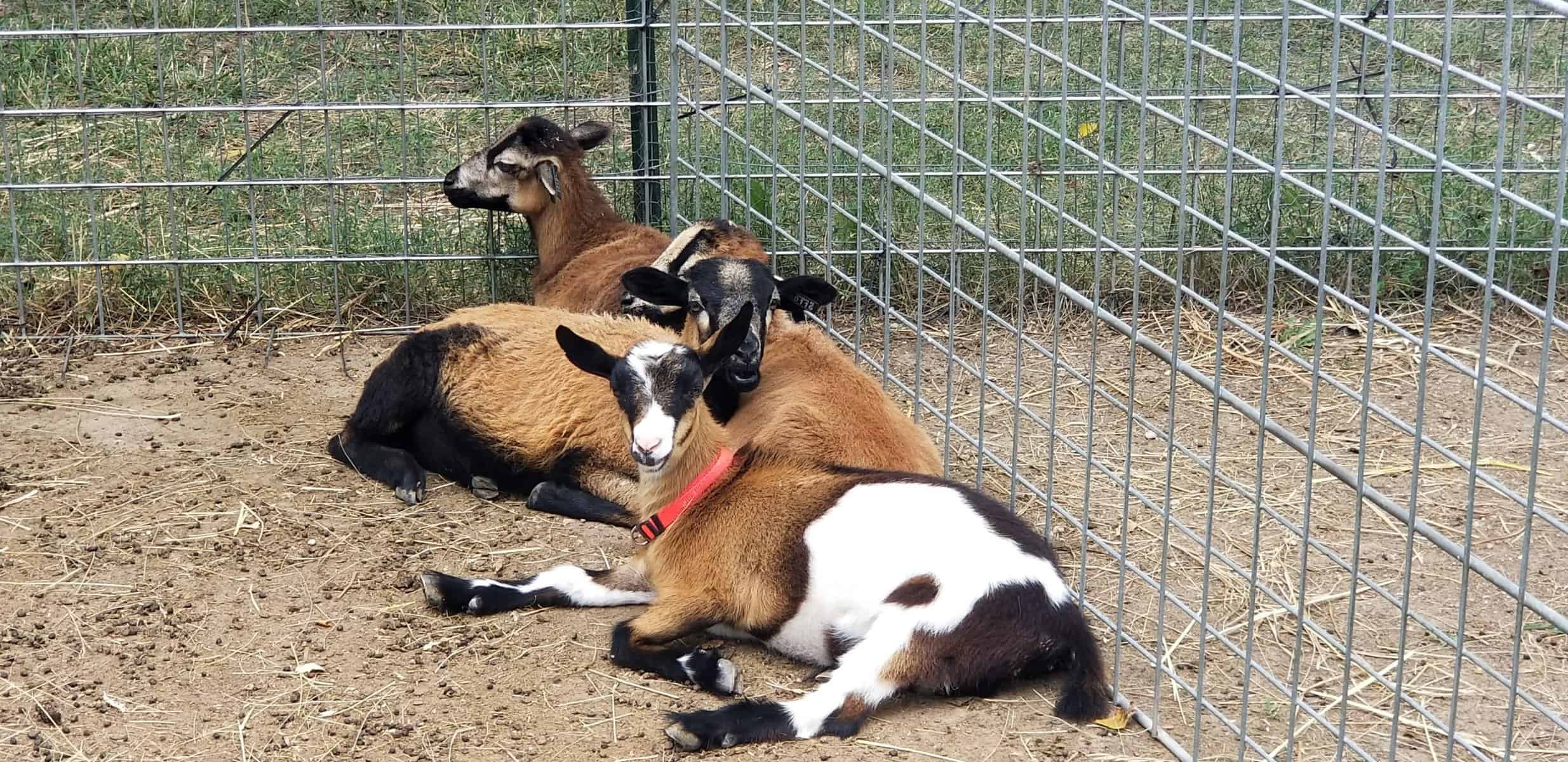3 American Blackbelly sheep and one Nigerian Dwarf goat