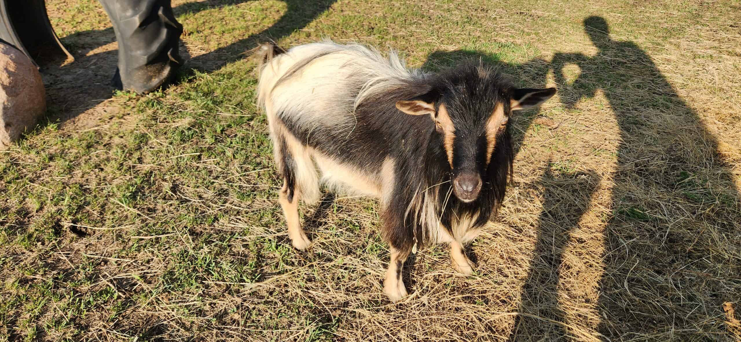 Nigerian Dwarf Goat Proven Buck