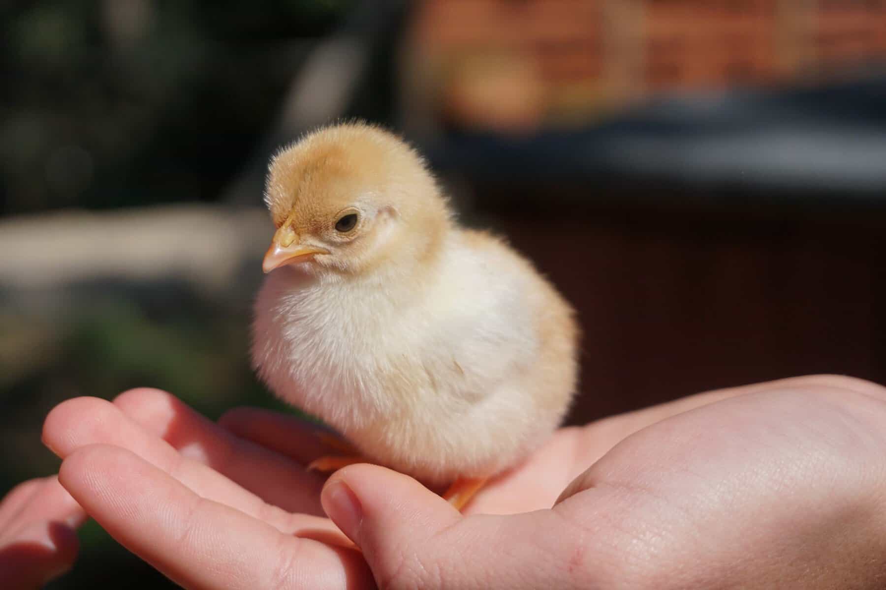 baby chick in hand