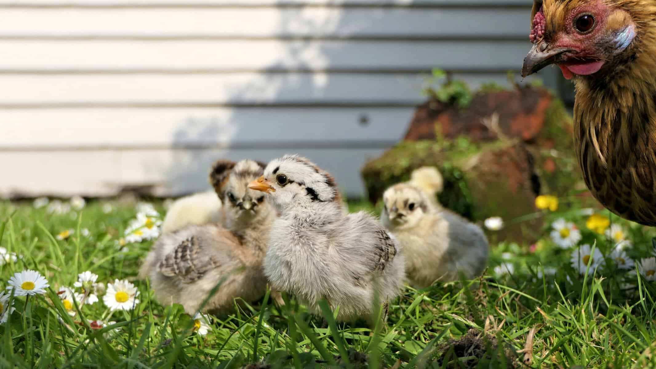 baby chicks in grass