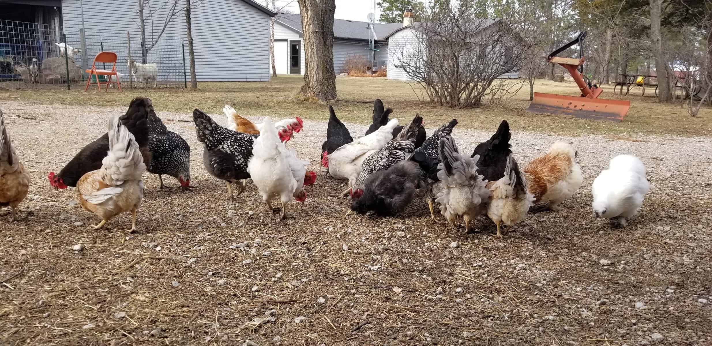 free range chickens at penner mini farms lincoln ne