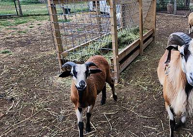 American Blackbelly Ram Herd Sire and Ram Lamb
