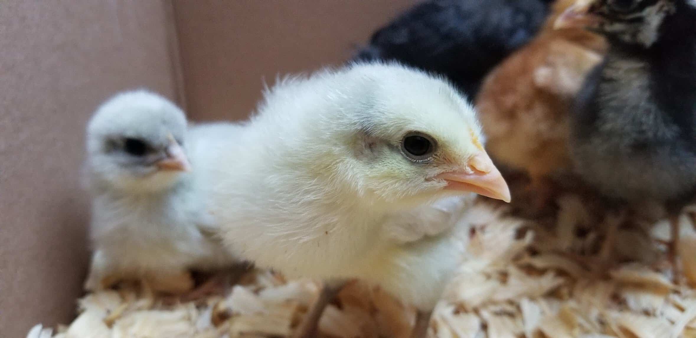 up close chicks