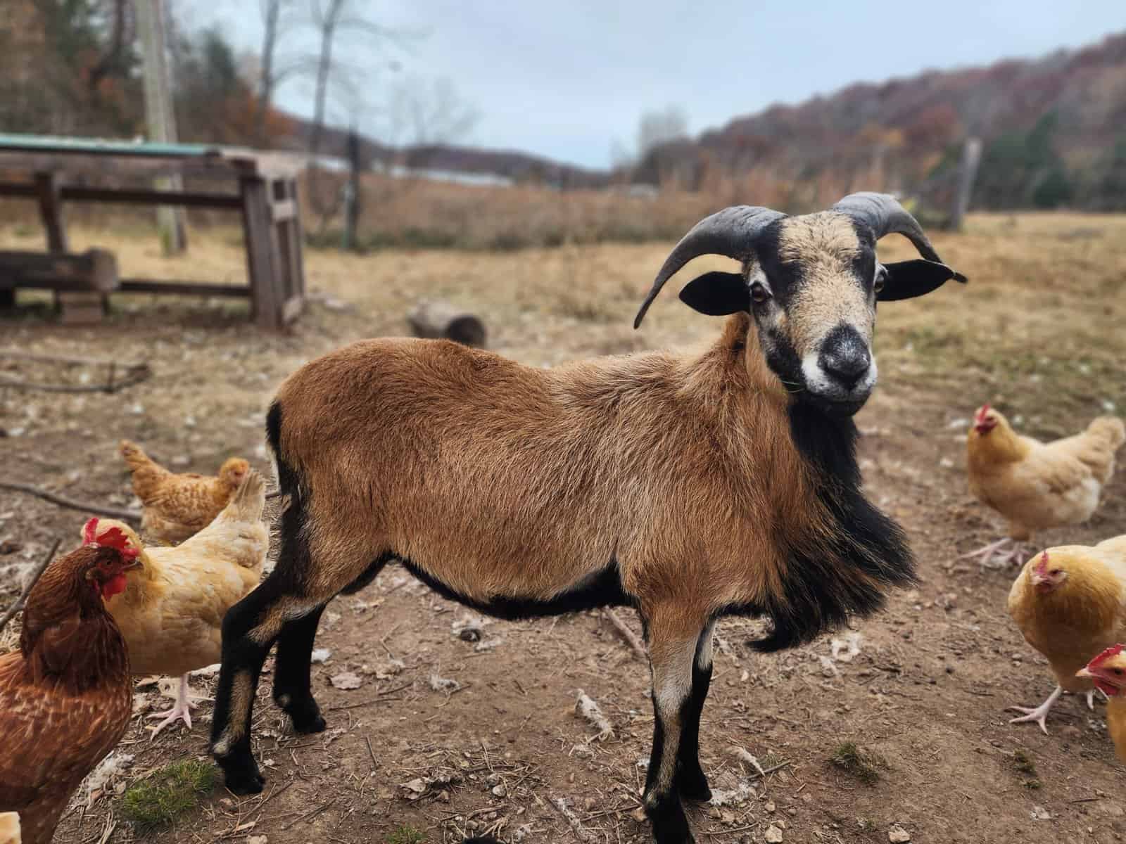 american blackbelly sheep ram with chickens