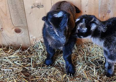 Mini Mancha baby Goats
