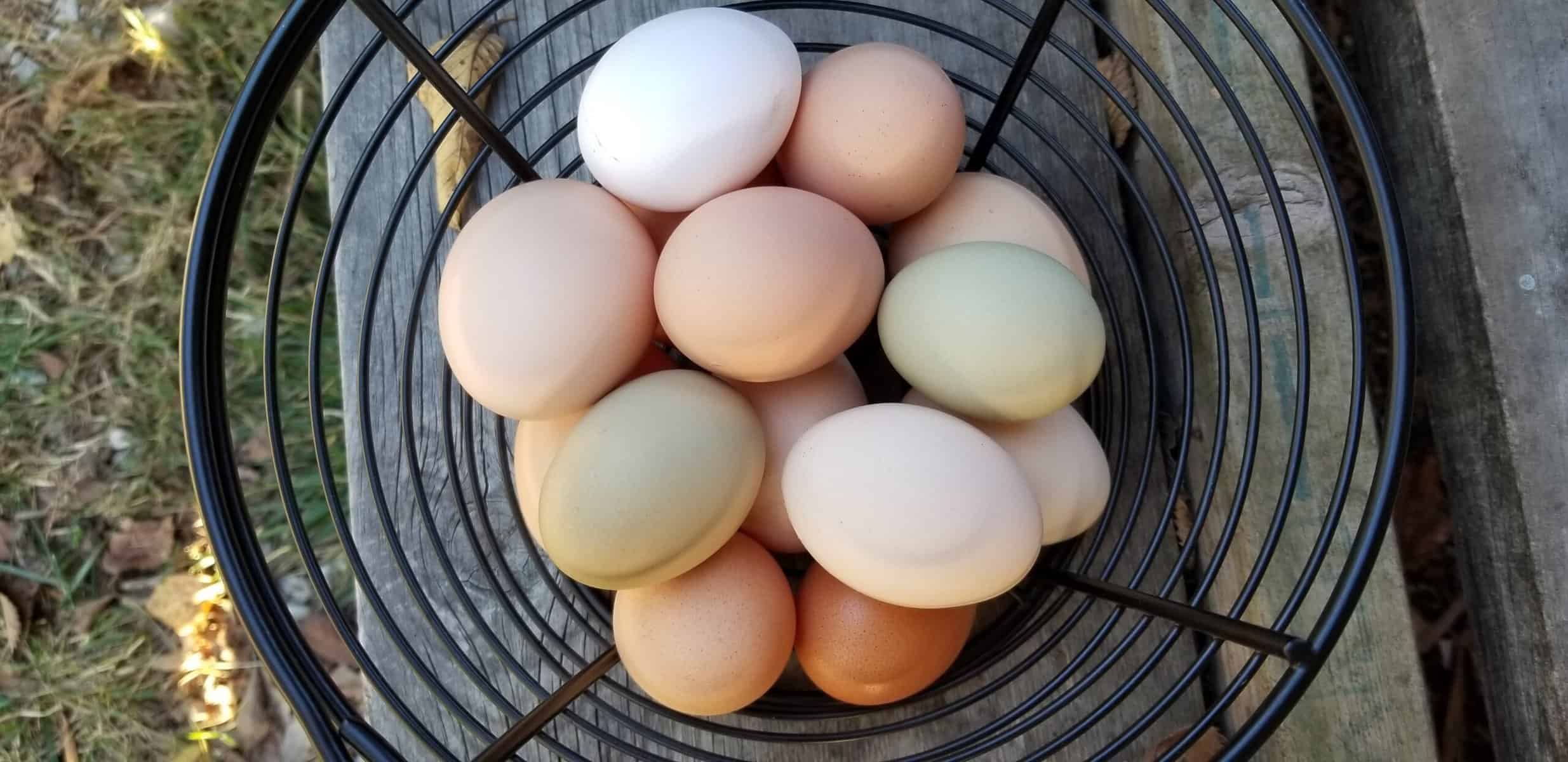 fresh picked multicolored farm fresh eggs in a basket