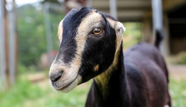 black badger lamancha goat with gopher ears