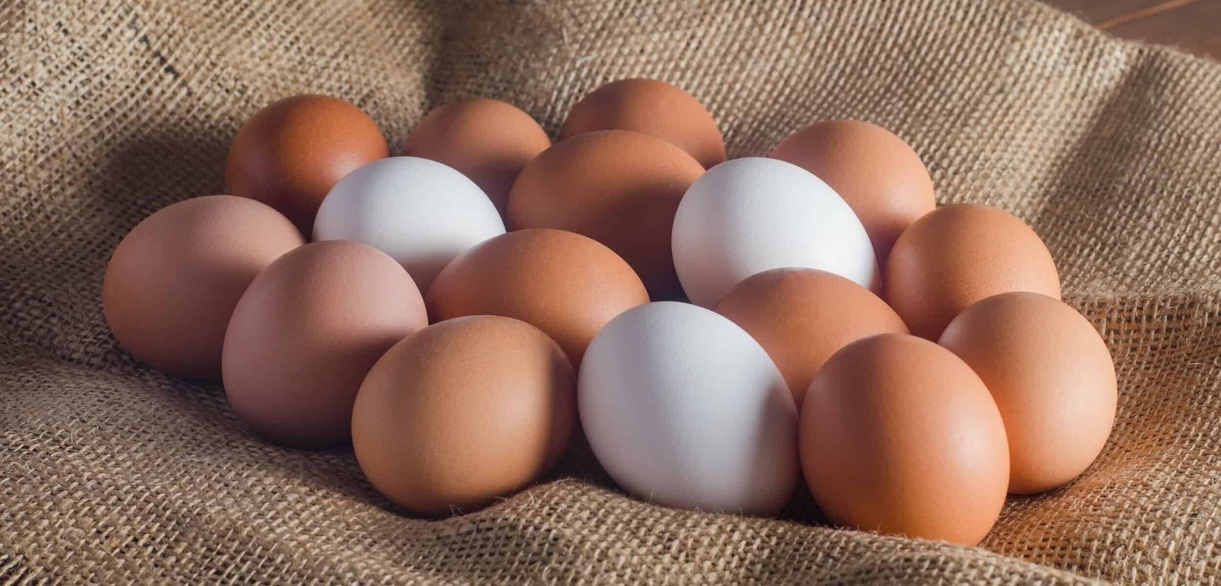 lots-of-eggs