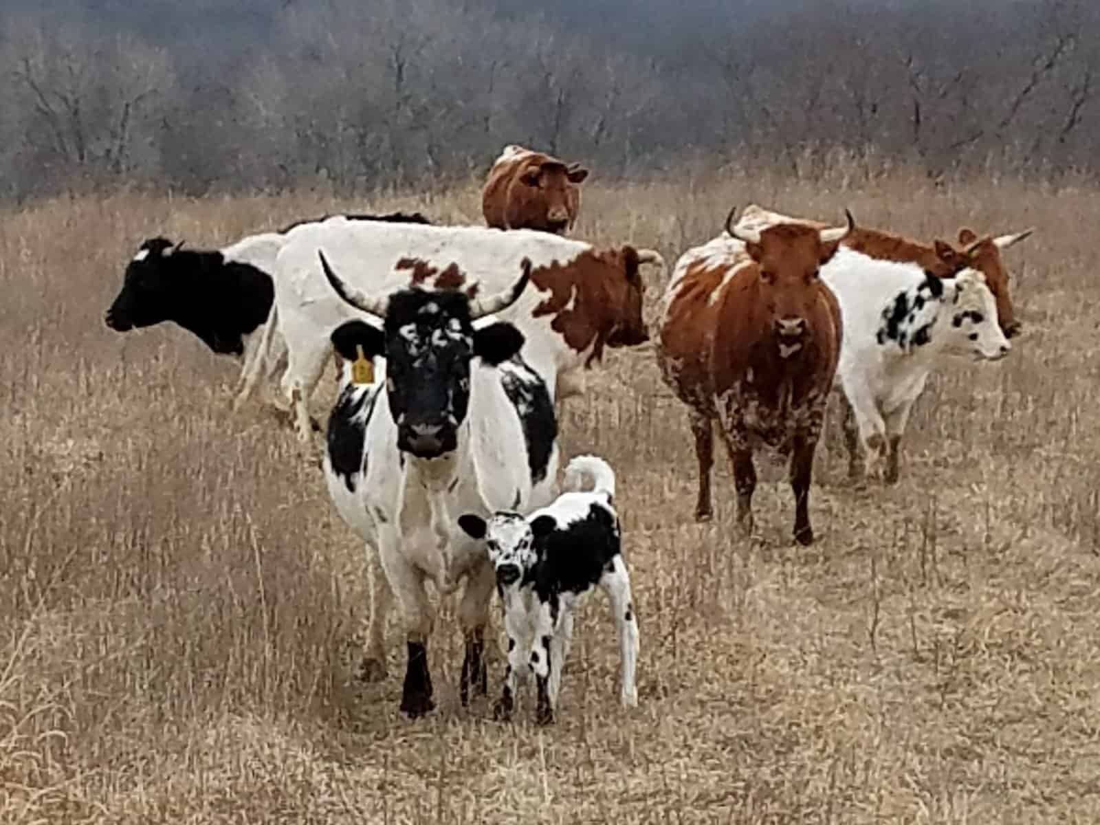Pineywoods Cattle cow calf pair