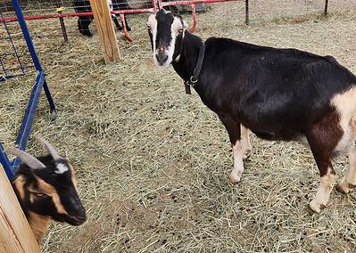 ADGA show goat milker lamancha