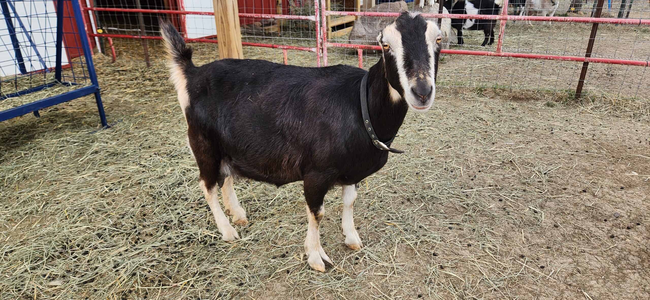 registered lamancha doe show goat