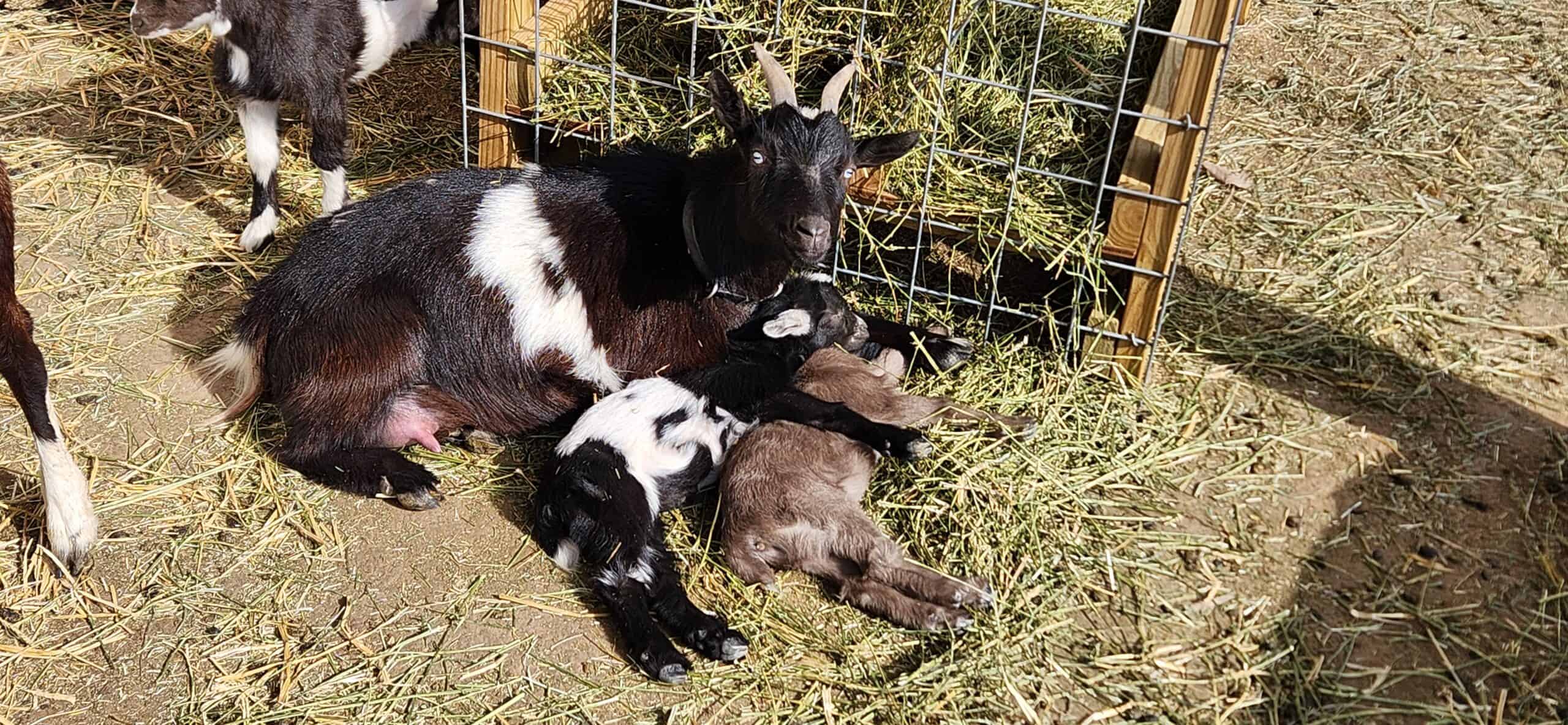 Black and White Nigerian Dwarf momma and babies cuddling